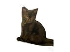 Adopt nicki a All Black Domestic Shorthair / Mixed (short coat) cat in Seguin