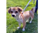 Adopt Cher a Tan/Yellow/Fawn - with White Pekingese / Mixed dog in Bedford