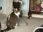 Adopt Colton a Brown Tabby Domestic Shorthair (short coat) cat in Shakespeare