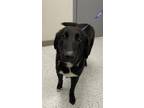 Adopt Farrow a Black - with White Border Collie / Mixed Breed (Medium) / Mixed