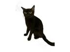 Adopt Luna a All Black Domestic Shorthair / Mixed (short coat) cat in Seguin