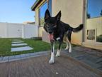 Adopt Kodi a Black - with White German Shepherd Dog / Husky / Mixed dog in
