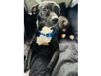 Adopt Sweets a Black - with White American Staffordshire Terrier / American Pit