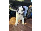 Adopt Ozzy a White Australian Shepherd / Mixed Breed (Medium) / Mixed (short