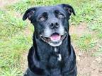 Adopt Persephone a Black Mixed Breed (Large) / Mixed dog in Georgetown
