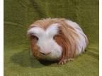 Adopt Jimbo a Blonde Guinea Pig / Guinea Pig / Mixed (short coat) small animal