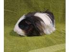 Adopt Kenny a Black Guinea Pig / Guinea Pig / Mixed (short coat) small animal in