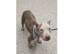 Adopt Brea a Tan/Yellow/Fawn American Pit Bull Terrier / Mixed dog in Atlanta