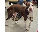 Adopt Sophia a Brown/Chocolate American Pit Bull Terrier / Mixed dog in Kokomo