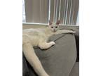 Adopt Amak a White Domestic Shorthair (short coat) cat in Escondido