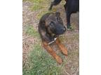 Adopt Chewbacca a Tan/Yellow/Fawn - with Black Shepherd (Unknown Type) / Mixed