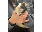 Adopt Applewood Bisket a Brown or Chocolate Guinea Pig / Guinea Pig / Mixed