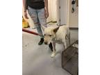 Adopt 55788433 a White Shepherd (Unknown Type) / Mixed dog in Los Lunas