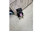 Adopt F24 FV 428 Buddy a Black Rottweiler / Australian Kelpie / Mixed (short