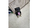 Adopt F24 FV 428 Buddy a Black Rottweiler / Australian Kelpie / Mixed dog in La