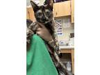 Adopt Juno a All Black Domestic Shorthair / Domestic Shorthair / Mixed cat in