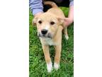 Adopt Cutie Pie a Red/Golden/Orange/Chestnut German Shepherd Dog / Mixed Breed