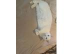 Adopt Aspen (heterochromia) a White Domestic Shorthair (short coat) cat in