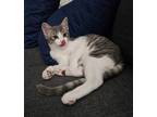 Adopt Berenstain Bear a Hemingway/Polydactyl / Mixed (short coat) cat in San