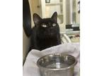 Adopt Jennie~23/24-0328a a All Black Domestic Shorthair / Domestic Shorthair /