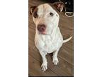 Adopt Milo a Brown/Chocolate - with White American Staffordshire Terrier / Mixed