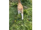 Adopt Mittens a Orange or Red Tabby Calico / Mixed (medium coat) cat in