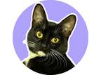 Adopt Esperanza a Black & White or Tuxedo Domestic Shorthair (short coat) cat in