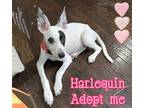 Adopt Harlequin a White - with Gray or Silver Dalmatian / Fox Terrier (Smooth) /
