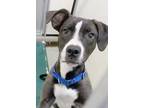 Adopt Zola a Gray/Silver/Salt & Pepper - with White American Pit Bull Terrier /