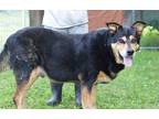 Adopt Marco - Adoptable a Shepherd (Unknown Type) / Mixed Breed (Medium) / Mixed