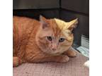 Adopt Porter a Orange or Red Tabby Domestic Shorthair (short coat) cat in Sioux