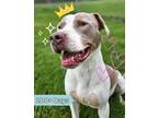 Adopt Roger a Pit Bull Terrier / Mixed dog in Lancaster, OH (39644615)