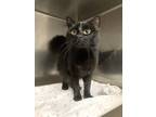 Adopt Barley a All Black Domestic Longhair / Mixed Breed (Medium) / Mixed (short