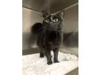 Adopt Barley a All Black Domestic Longhair / Domestic Shorthair / Mixed cat in