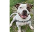 Adopt 2310-0176 Mid a White - with Brown or Chocolate Pit Bull Terrier / Mixed