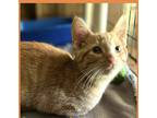 Adopt Buzz a Orange or Red Domestic Shorthair / Domestic Shorthair / Mixed cat