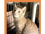Adopt Archie a Orange or Red Domestic Shorthair / Mixed Breed (Medium) / Mixed
