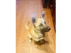 Adopt Sol a Black - with Tan, Yellow or Fawn Belgian Malinois / Mixed dog in