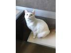 Adopt Checkers a White Domestic Shorthair / Domestic Shorthair / Mixed cat in