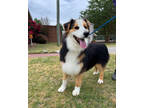 Adopt Derby a Black Australian Shepherd / Mixed dog in Greenville, NC (41189094)