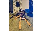 Adopt Bridget a Black Hound (Unknown Type) / Mixed Breed (Medium) / Mixed (short