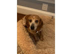 Adopt Veda a Red/Golden/Orange/Chestnut Beagle / Mixed dog in Greenville