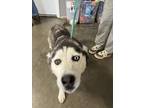 Adopt Maya a Black - with White Husky / Mixed dog in Fairfield, IL (41301142)