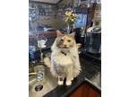Adopt Allie a Calico or Dilute Calico Maine Coon / Mixed (long coat) cat in