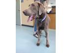 Adopt Dopey a Labrador Retriever / Mixed dog in Portsmouth, VA (41301191)