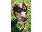 Adopt Arthur a Tan/Yellow/Fawn Australian Cattle Dog / Mixed dog in Baraboo