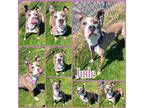 Adopt Jude a White American Pit Bull Terrier / Mixed dog in Joliet
