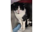 Adopt Baxter a All Black Domestic Shorthair / Domestic Shorthair / Mixed cat in