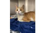 Adopt Liberace a Orange or Red Domestic Shorthair / Domestic Shorthair / Mixed