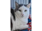 Adopt Zinfy a Gray or Blue Domestic Shorthair / Domestic Shorthair / Mixed cat